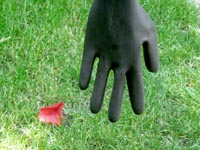 handschuh mit rosenblatt